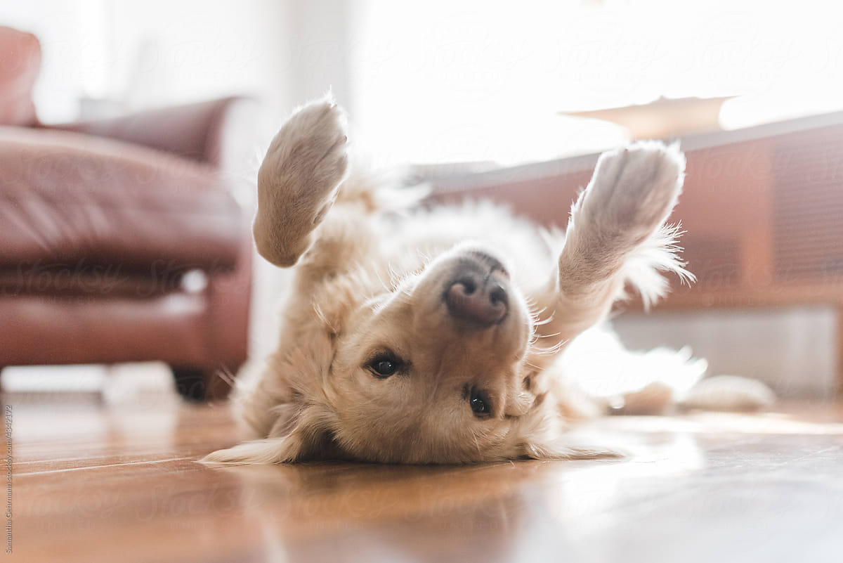 Cómo elegir al mejor adiestrador canino