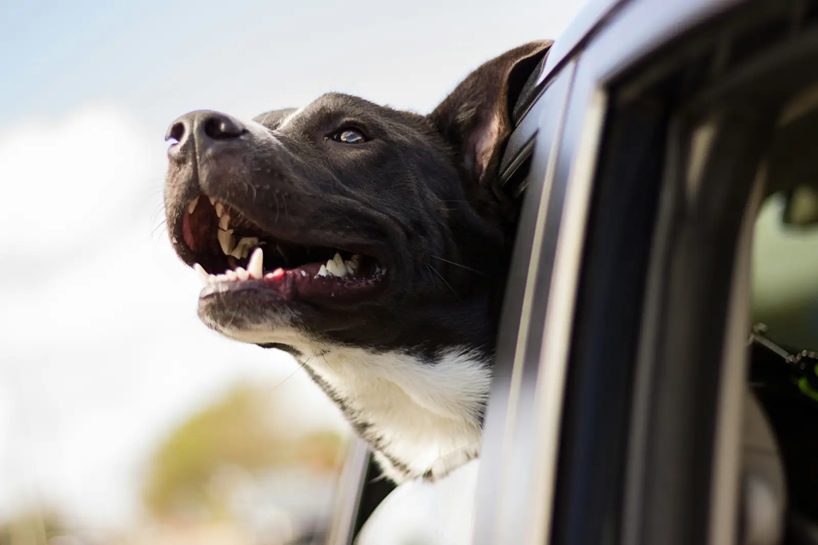 Perros en adopción: a qué asociación acudir