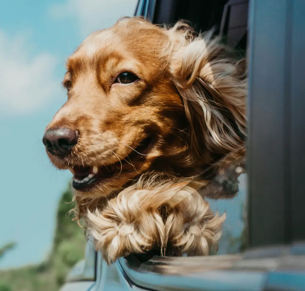 Vacunas y calendario de vacunación para perros en valencia
