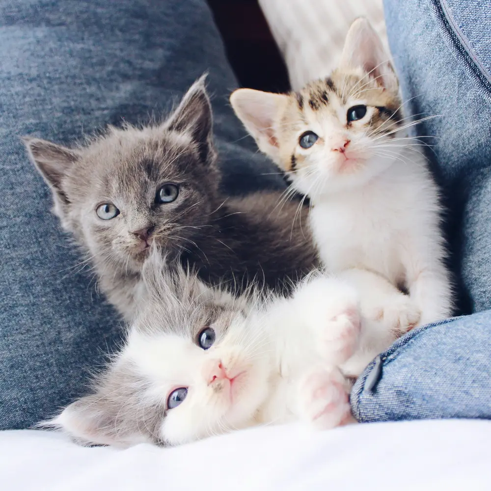 Los mejores bares y restaurantes pet-friendly