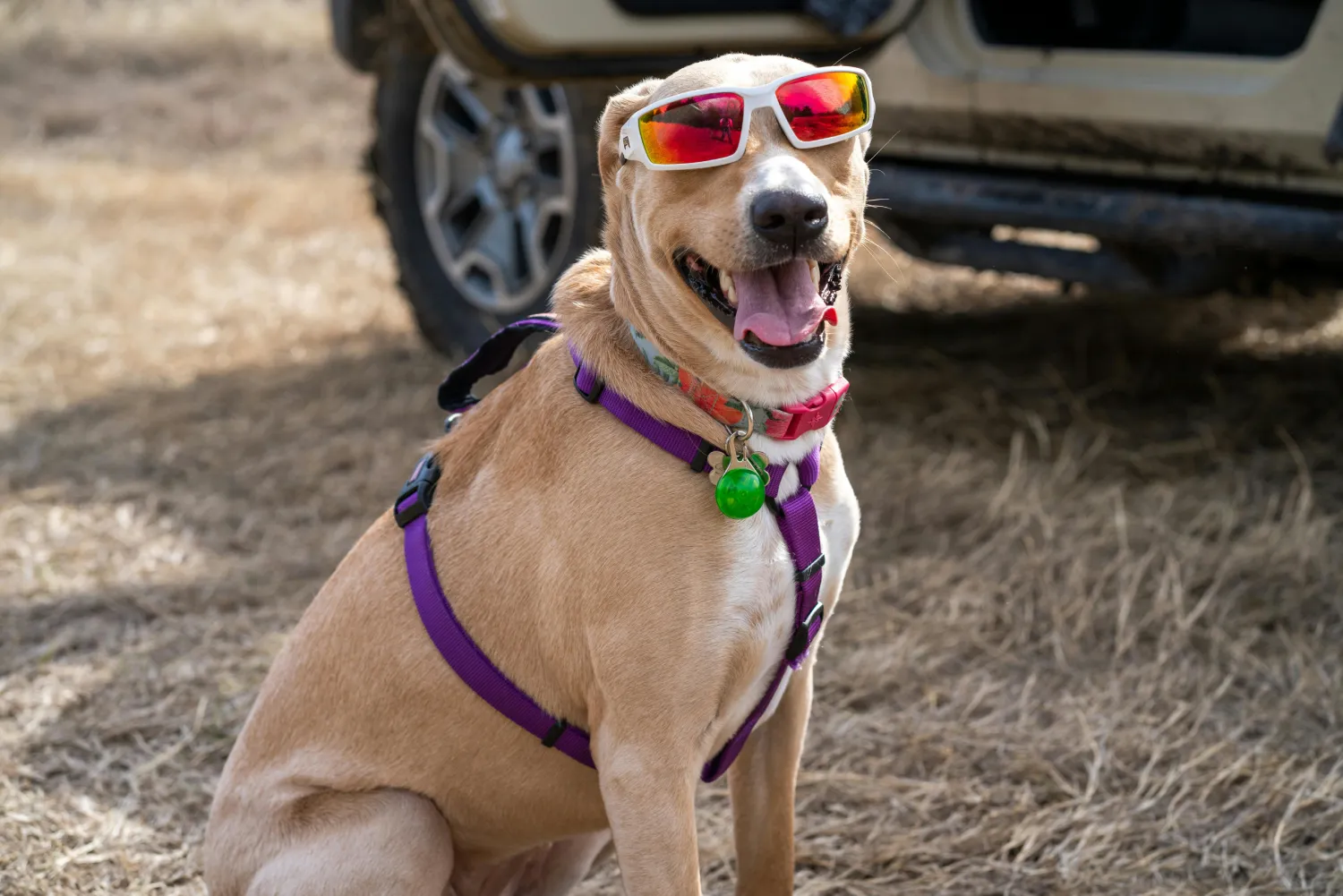 Vacaciones pet-friendly: cómo preparar a tu mascota para un viaje sin contratiempos