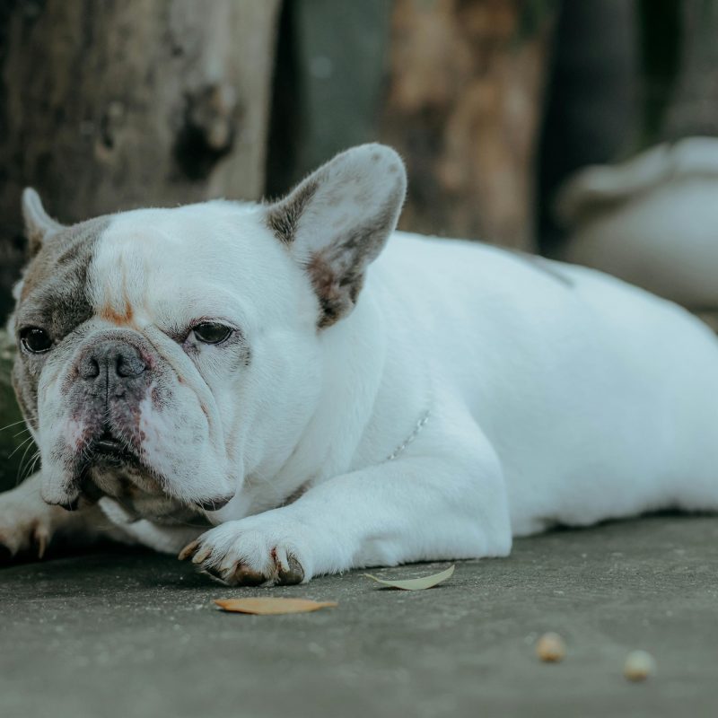 El dolor en las mascotas