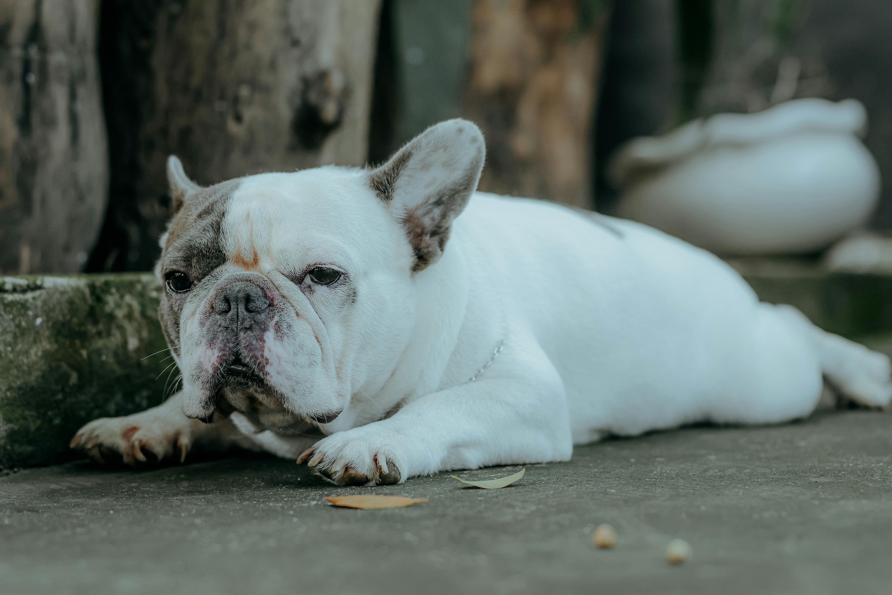 El dolor en las mascotas