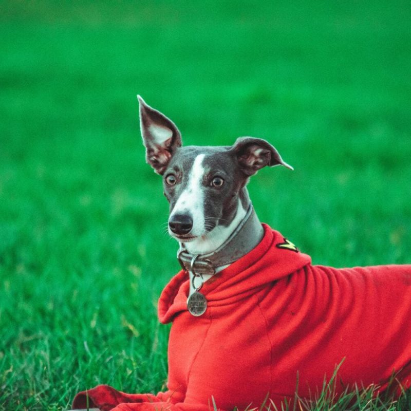 Cuidar a tu mascota en invierno
