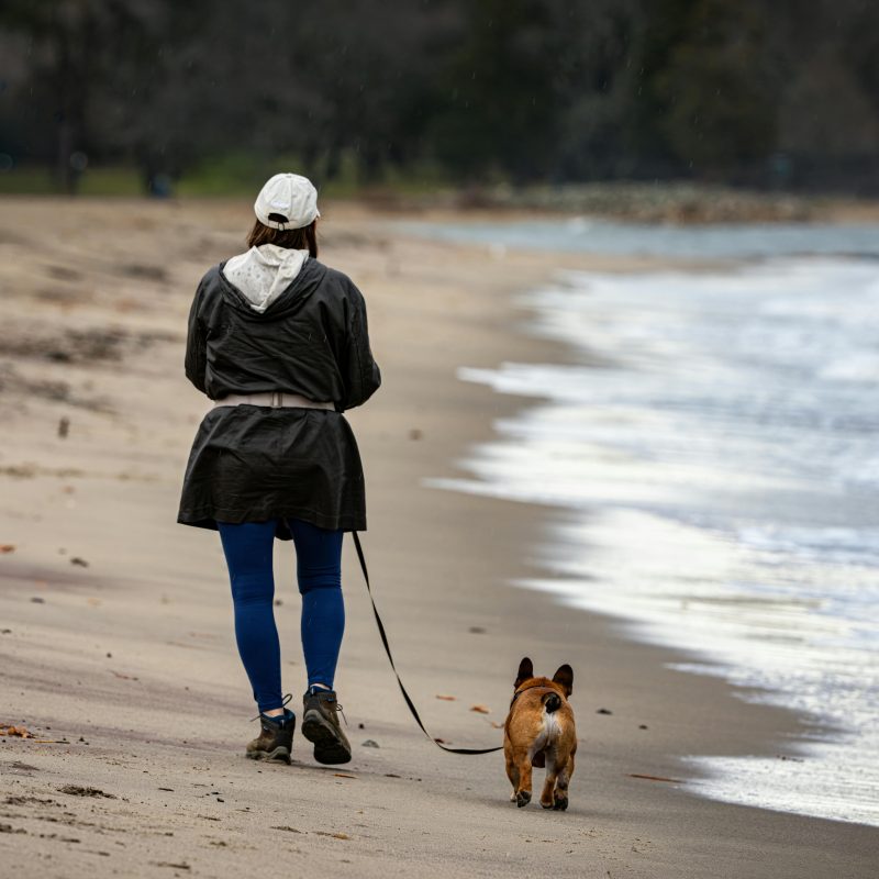 Propósitos de año nuevo para ti y tu mascota