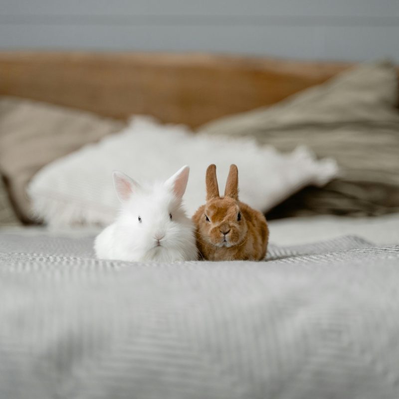 Conejos como mascota