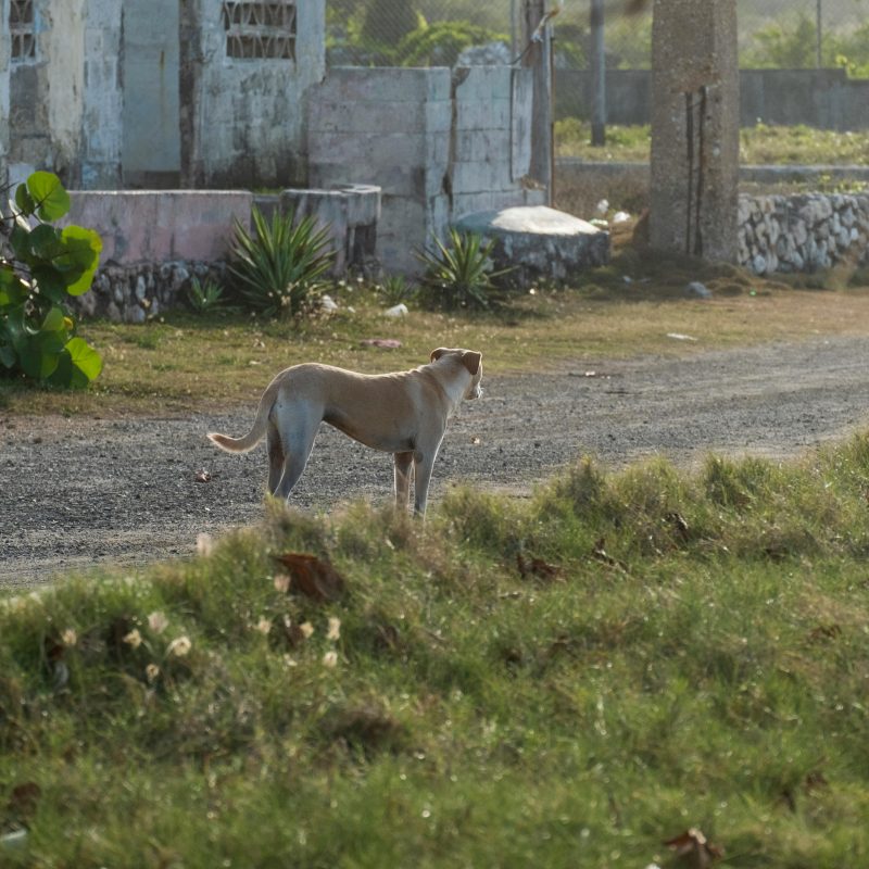 Abandono animal en verano