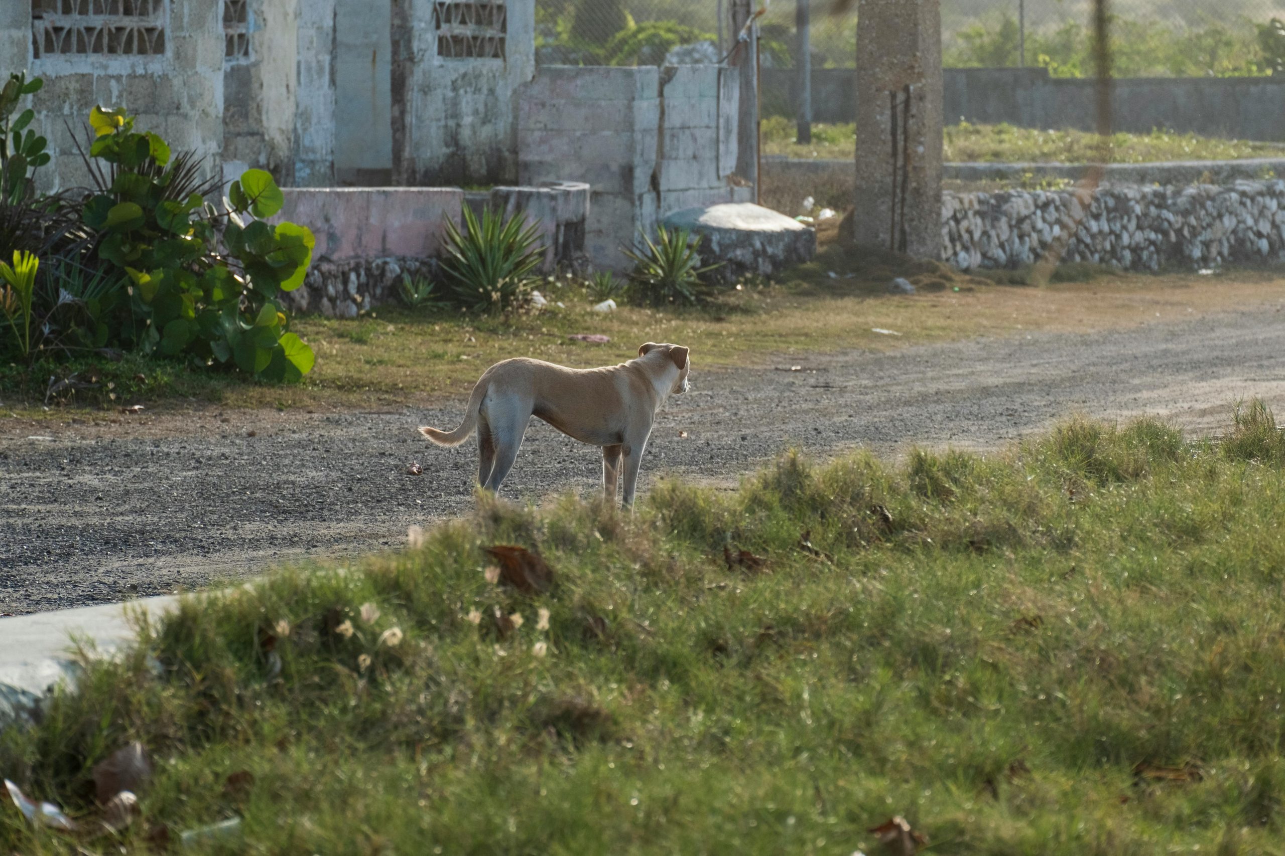 Abandono animal en verano