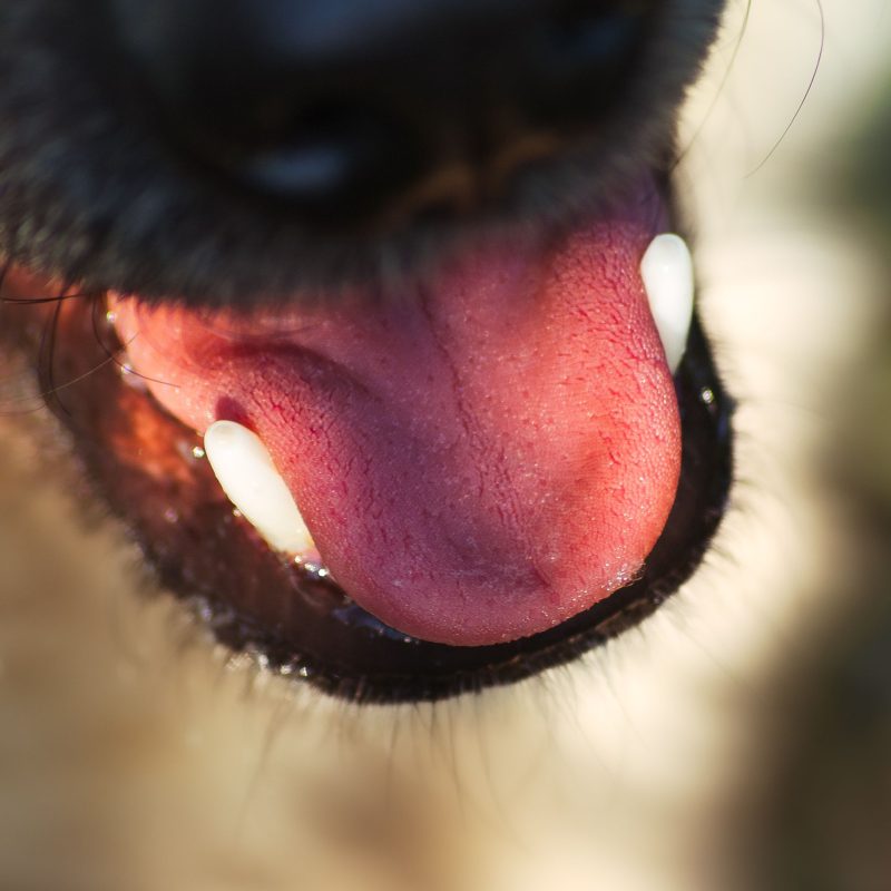 La salud bucodental en perros y gatos