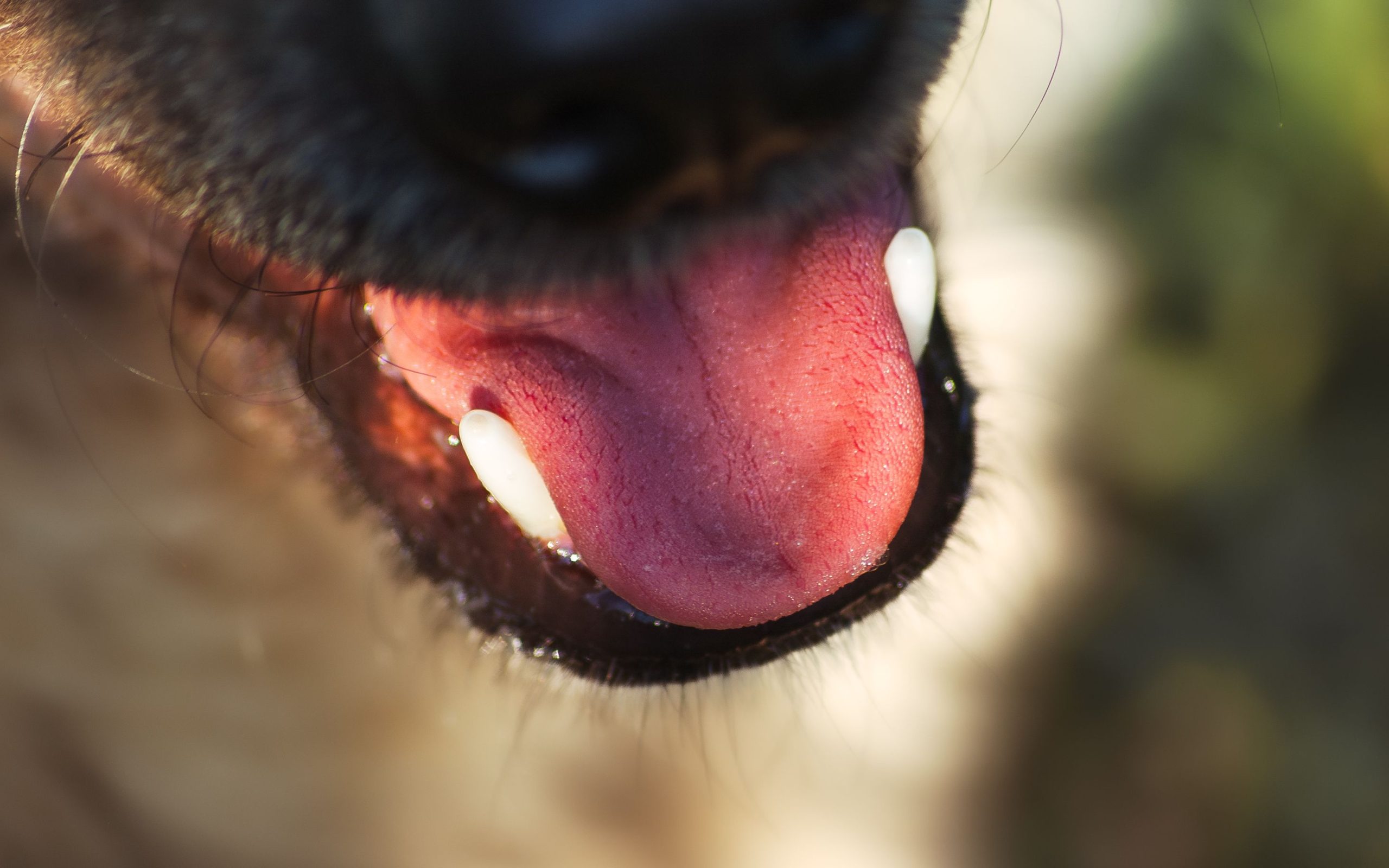 La salud bucodental en perros y gatos