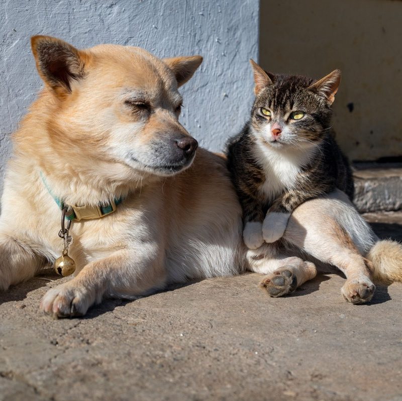 Envejecimiento en perros y gatos