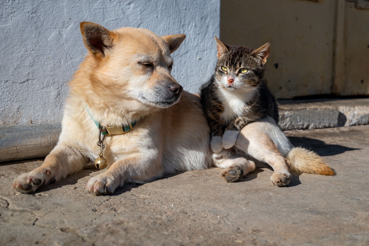 Envejecimiento en perros y gatos